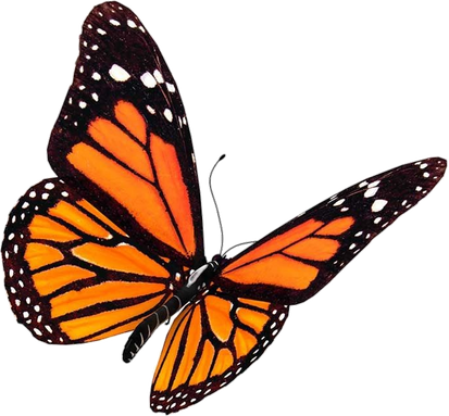 Monarch Orange Butterfly 